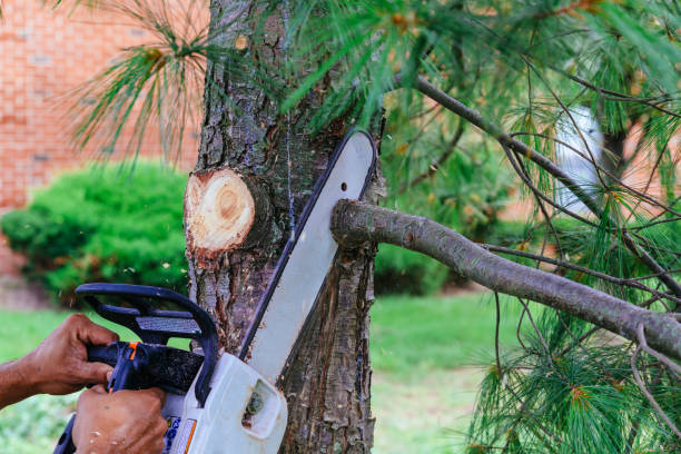 Professional Tree Removal and Landscaping Services in Verona, VA